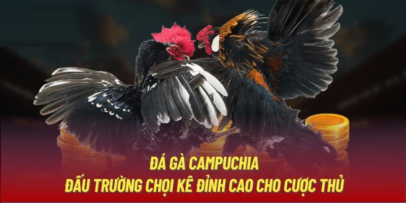 Đá gà Campuchia có gì nổi bật 